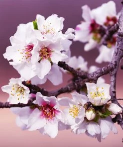 Fast Growing Trees All-in-One Almond Tree Nut Trees 10 Fast Growing Trees All-in-One Almond Tree Nut Trees