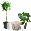 Fast Growing Trees All-in-One House Plant Starter Kit