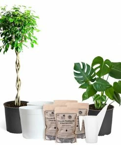 Fast Growing Trees All-in-One House Plant Starter Kit