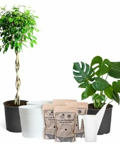 Fast Growing Trees All-in-One House Plant Starter Kit