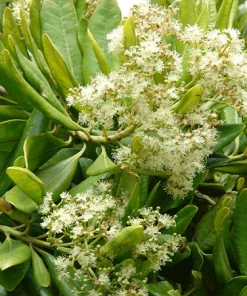 Fast Growing Trees See All Fruit Trees Allspice Tree