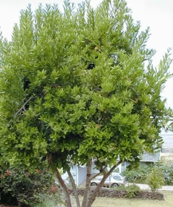 Fast Growing Trees See All Fruit Trees Allspice Tree