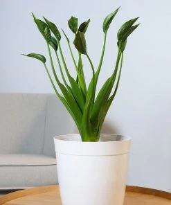 Fast Growing Trees Tiny Dancer Alocasia Plant