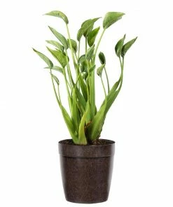 Fast Growing Trees Tiny Dancer Alocasia Plant