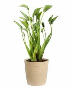 Fast Growing Trees Tiny Dancer Alocasia Plant