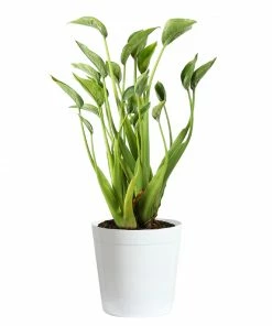 Fast Growing Trees Tiny Dancer Alocasia Plant