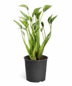 Fast Growing Trees Tiny Dancer Alocasia Plant