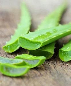 Fast Growing Trees Aloe Vera Plant 10 Fast Growing Trees Aloe Vera Plant