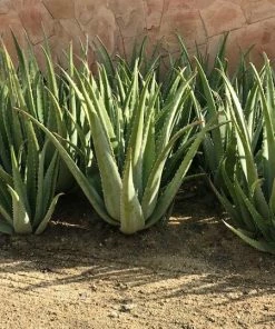 Fast Growing Trees Aloe Vera Plant 9 Fast Growing Trees Aloe Vera Plant