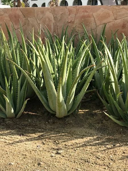 Fast Growing Trees Aloe Vera Plant 5 Fast Growing Trees Aloe Vera Plant
