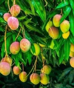 Fast Growing Trees Alphonso Mango Mango Trees