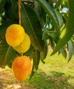 Fast Growing Trees Mango Kit