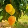 Fast Growing Trees Alphonso Mango Mango Trees