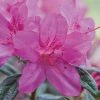 Fast Growing Trees Autumn Amethyst™ Encore® Azalea