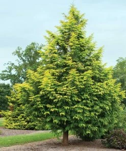 Fast Growing Trees Amber Glow™ Redwood Tree See All Shade Trees