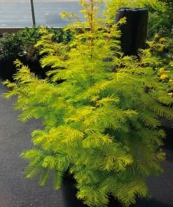 Fast Growing Trees Amber Glow™ Redwood Tree See All Shade Trees