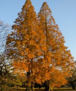 Fast Growing Trees Amber Glow™ Redwood Tree See All Shade Trees