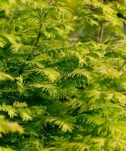 Fast Growing Trees Amber Glow™ Redwood Tree See All Shade Trees
