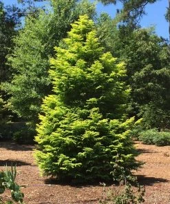 Fast Growing Trees Amber Glow™ Redwood Tree See All Shade Trees