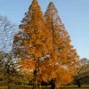 Fast Growing Trees Amber Glow™ Redwood Tree See All Shade Trees