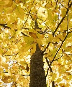 Fast Growing Trees American Beech See All Shade Trees 7 Fast Growing Trees American Beech See All Shade Trees