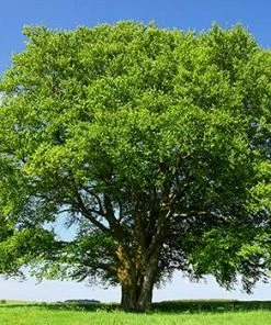 Fast Growing Trees American Beech See All Shade Trees