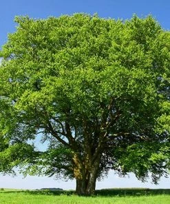 Fast Growing Trees American Beech See All Shade Trees
