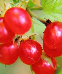 Fast Growing Trees American Cranberry