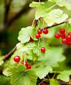 Fast Growing Trees American Cranberry