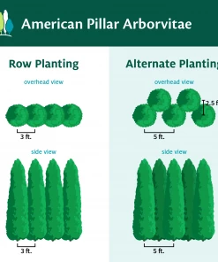Fast Growing Trees Full Speed A Hedge® American Pillar Arborvitae Arborvitae Trees 15 Fast Growing Trees Full Speed A Hedge® American Pillar Arborvitae Arborvitae Trees