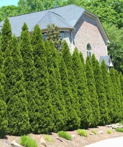 Fast Growing Trees American Arborvitae Arborvitae Trees