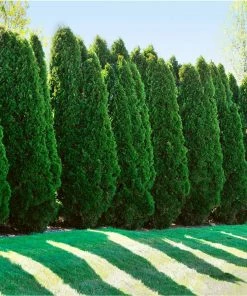 Fast Growing Trees American Arborvitae Arborvitae Trees
