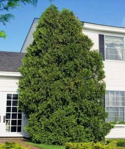 Fast Growing Trees American Arborvitae Arborvitae Trees
