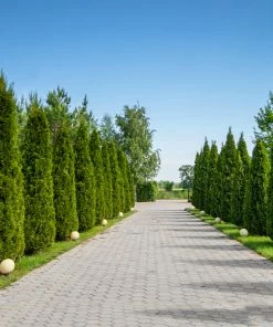 Fast Growing Trees American Arborvitae Arborvitae Trees