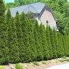 Fast Growing Trees American Arborvitae Arborvitae Trees 2 Fast Growing Trees American Arborvitae Arborvitae Trees