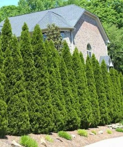Fast Growing Trees American Arborvitae Arborvitae Trees