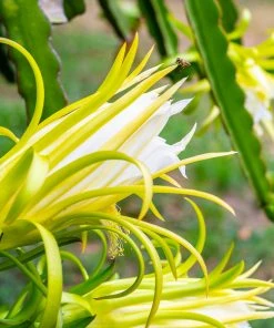 Fast Growing Trees American Beauty Dragon Fruit 12 Fast Growing Trees American Beauty Dragon Fruit