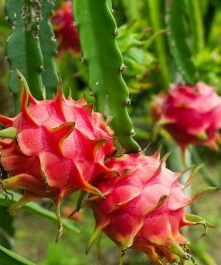 Fast Growing Trees American Beauty Dragon Fruit 11 Fast Growing Trees American Beauty Dragon Fruit