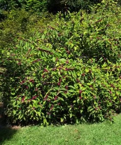 Fast Growing Trees American Beautyberry