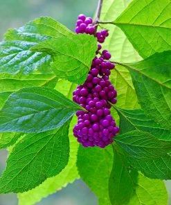 Fast Growing Trees American Beautyberry