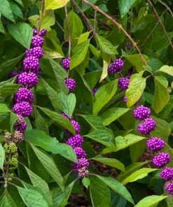 Fast Growing Trees American Beautyberry