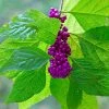 Fast Growing Trees American Beautyberry 1 Fast Growing Trees American Beautyberry