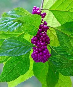 Fast Growing Trees American Beautyberry