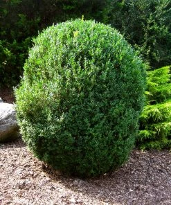 Fast Growing Trees Boxwood Shrubs American Boxwood Shrub