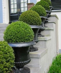 Fast Growing Trees Boxwood Shrubs American Boxwood Shrub