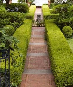 Fast Growing Trees Boxwood Shrubs American Boxwood Shrub