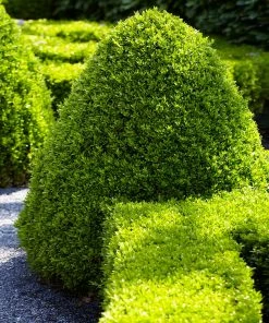 Fast Growing Trees Boxwood Shrubs American Boxwood Shrub