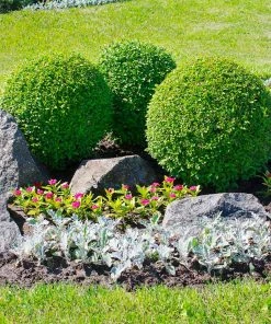 Fast Growing Trees Boxwood Shrubs American Boxwood Shrub