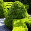 Fast Growing Trees Boxwood Shrubs American Boxwood Shrub