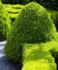 Fast Growing Trees Boxwood Shrubs American Boxwood Shrub